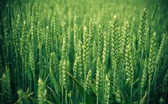 a field full of tall green grass