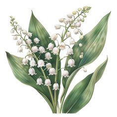 a painting of lily of the valley flowers with green leaves and buds on a white background