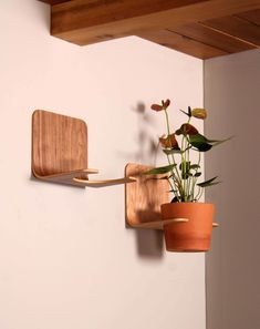 a potted plant is hanging on the wall next to a wooden shelf with hooks