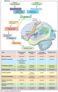 the human brain and its functions