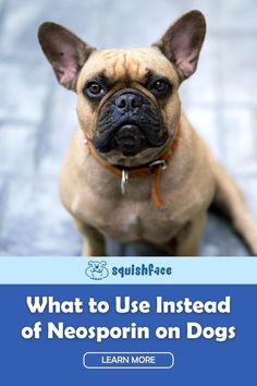 If Neosporin on dogs is a bad choice, then what should you use on dog skin irritation and boo-boo's? In this Squishface blog post we have answers to that as well as the reasons behind avoiding Neosporin on dogs to keep your dog's health the best it can be. Head to Squishface for these and other dog care tips. Read now! | dog remedies English Bulldog Care