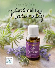 How to Get Rid of Cat Urine Smell Naturally - We have 3 cats at home and these methods are proven to work! Oil Infographic, Lavender Oil Uses, Cat Smell, Lavender Essential Oil Young Living, Uses For Lavender, Remove Cat Urine Smell, Boost Stamina, Cat Urine Remover, Cat Urine Smells