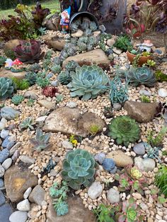 there are many succulents and rocks in the garden