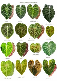 the different types of heart shaped leaves