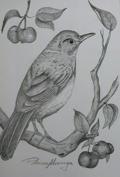 a pencil drawing of a bird sitting on a branch with an apple in the background