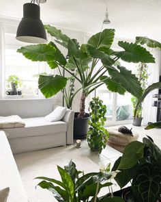 a living room filled with lots of green plants