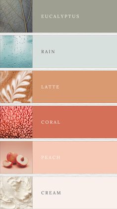 This mood board features a serene peach and eucalyptus color palette, combining soft, warm tones of peach and coral with cool, refreshing hues of light sage, soft green, and creamy neutrals. The overall design exudes natural elegance, perfect for small business branding or weddings. The balance of earthy greens and warm peach shades creates a harmonious, calming aesthetic, ideal for modern, sophisticated themes with a touch of organic beauty and romance. Sage And Salmon Color Palette, Coral And Green Aesthetic, Blush And Rust Color Palettes, Sage And Coral Living Room, Coral And Red Color Palette, Natural Pink Color Palette, Peach And Orange Color Palettes, Coral Peach Color Palette, Doula Color Palette