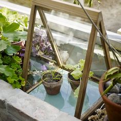 an old window is filled with potted plants and other greenery in the background