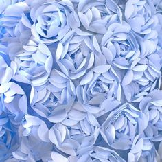 closeup of blue flowers with white petals