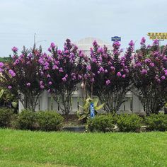 purple flowers are growing on the bushes in front of a white building with a yellow sign