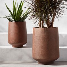 two potted plants sitting next to each other