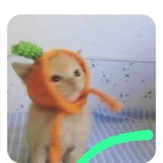 a small cat wearing a knitted orange hat with a green leaf on it's head