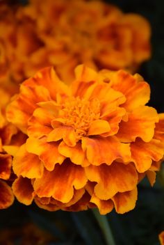 an orange and yellow flower with green leaves