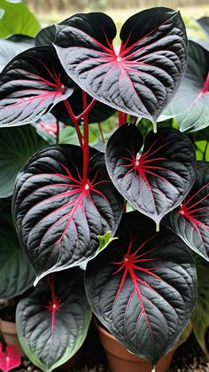 a close up of a plant with red and green leaves in a pot on the ground