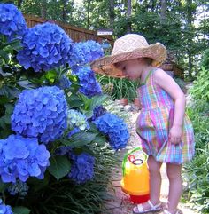 How to Grow a Hydrangeas Hydrangea Seeds, Blue Hydrangea Flowers, Wedding Party Flowers, Growing Hydrangeas, Hydrangea Paniculata, Hydrangea Macrophylla, Planting Hydrangeas, Home Garden Plants, Blue Garden