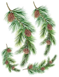 some pine cones hanging from a tree branch