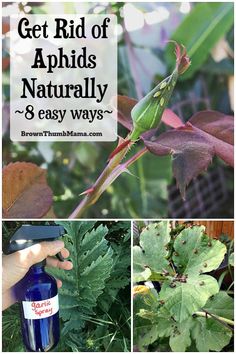 some plants and leaves with text overlay that says get rid of aphis naturally 8 easy ways