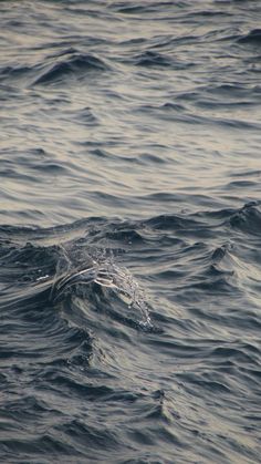 the water is very choppy and blue with some small white dots on it's surface