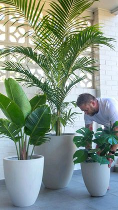 a man bending over to look at some plants in large white pots on the ground