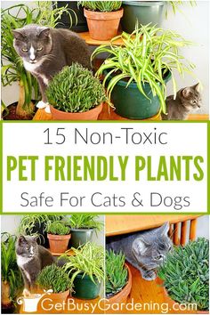 cats and plants in pots with text that reads 15 non - toxic pet friendly plants safe for cats and dogs