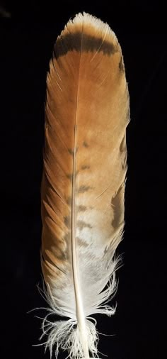 a brown feather with white tips on a black background