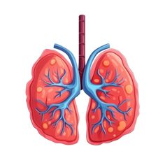 an illustration of the human lungs