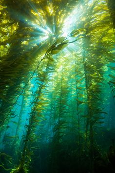 the sun shines through an underwater seaweed forest in this photo taken from below