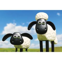 two black and white sheep standing next to each other