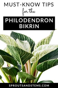 a potted plant with text overlay that says must know tips for the philoderon birkin