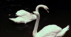 two white swans are swimming in the water