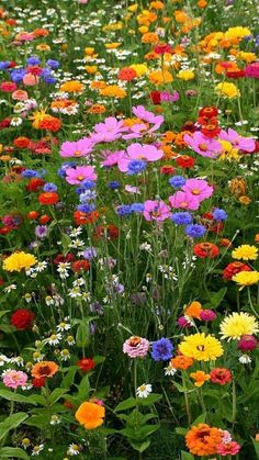 many different colored flowers in a field