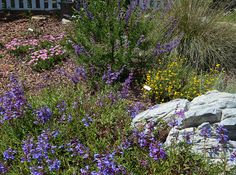 wildflowers and other plants in a garden with rocks