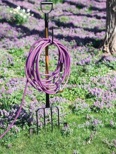 a purple garden hose is in the middle of a field with lavender flowers around it