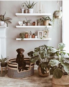 a dog sitting in a pet bed next to some houseplants and potted plants