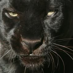 a black cat with yellow eyes looking at the camera