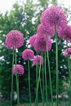 purple flowers are in the middle of tall green stems, with trees in the background