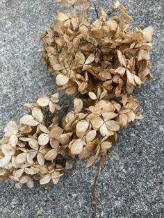 dried flowers are laying on the ground