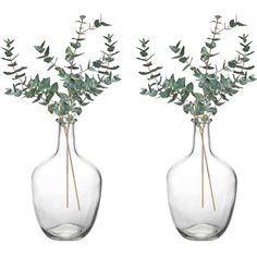 two clear vases with green leaves and stems in them on a white background, one is empty