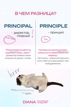 a poster with an image of a cat on it's back and the words pringipal, pringiple