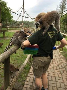 a man is carrying two raccoons on his shoulders over a fence at the zoo