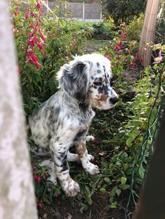 a dog is sitting in the bushes outside