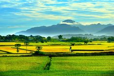 a green field with mountains in the background