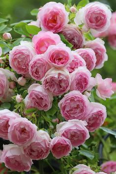 pink roses are blooming in the garden