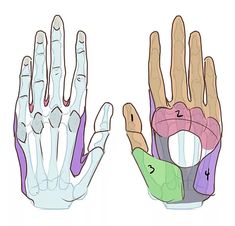 the left hand and right hand are labeled with different parts in each section, including fingers