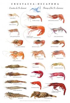 an image of different types of shrimp