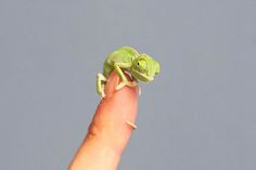 a small green chamelon sitting on top of a persons finger in front of a gray background