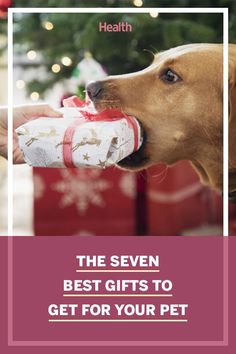 the seven best gifts to get for your pet this christmas season - featured is a photo of a dog with presents in its mouth