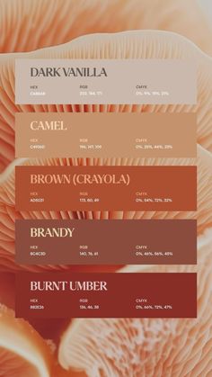 the color palette for dark vanilla, camell, brown crayola and brandy