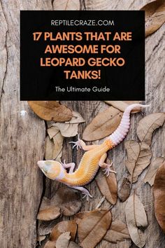 an orange and white gecko on top of leaves with the words 17 plants that are awesome