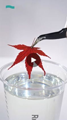 a pair of scissors cutting into a red leaf on top of a clear glass filled with water